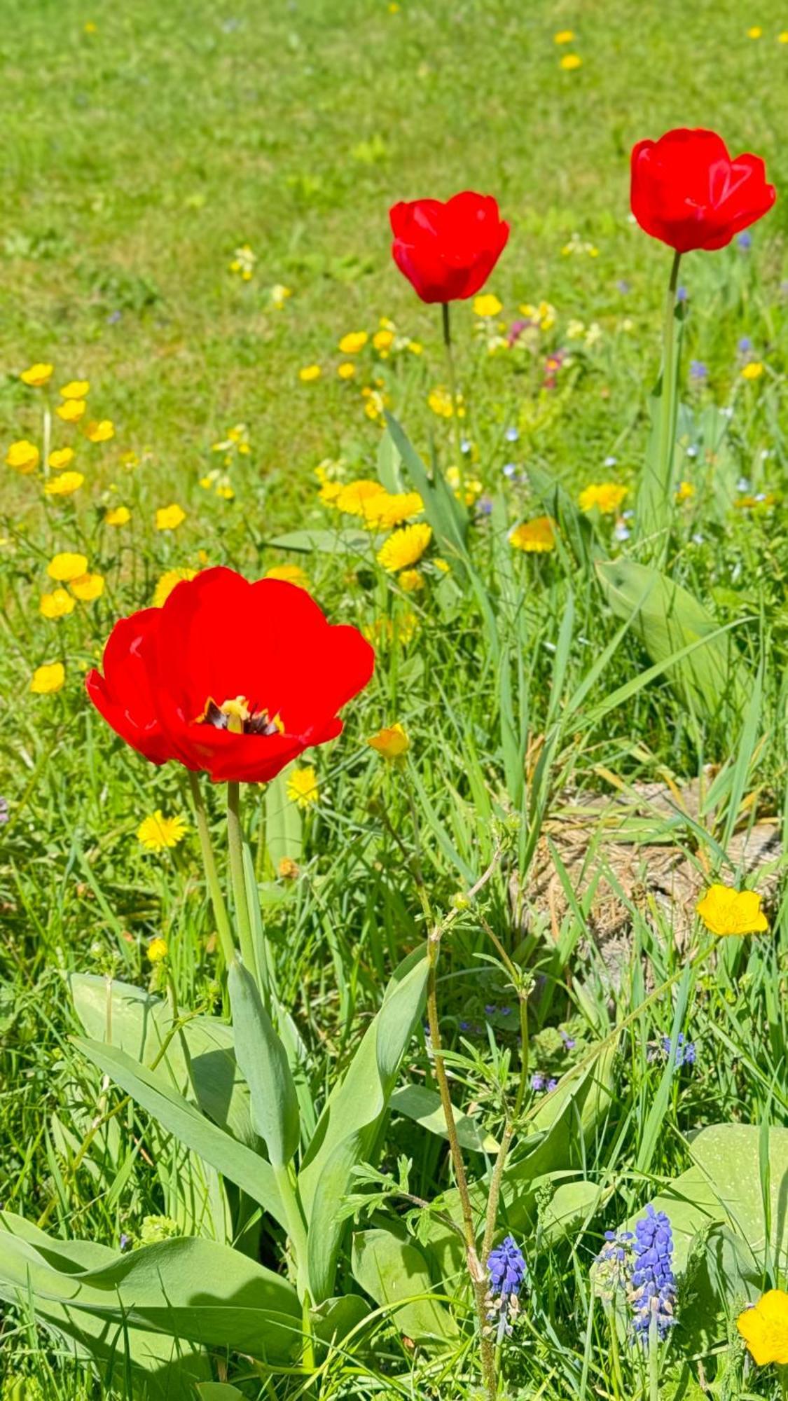Apartment Balingen City Dış mekan fotoğraf